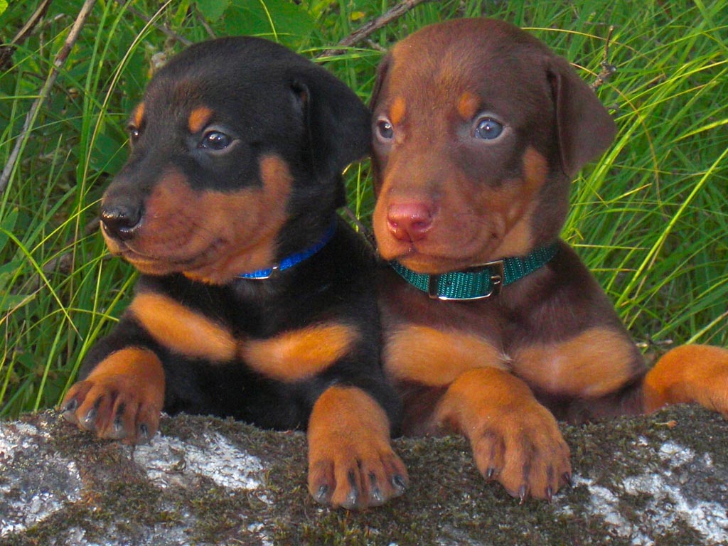 doberman pinscher puppies for sale